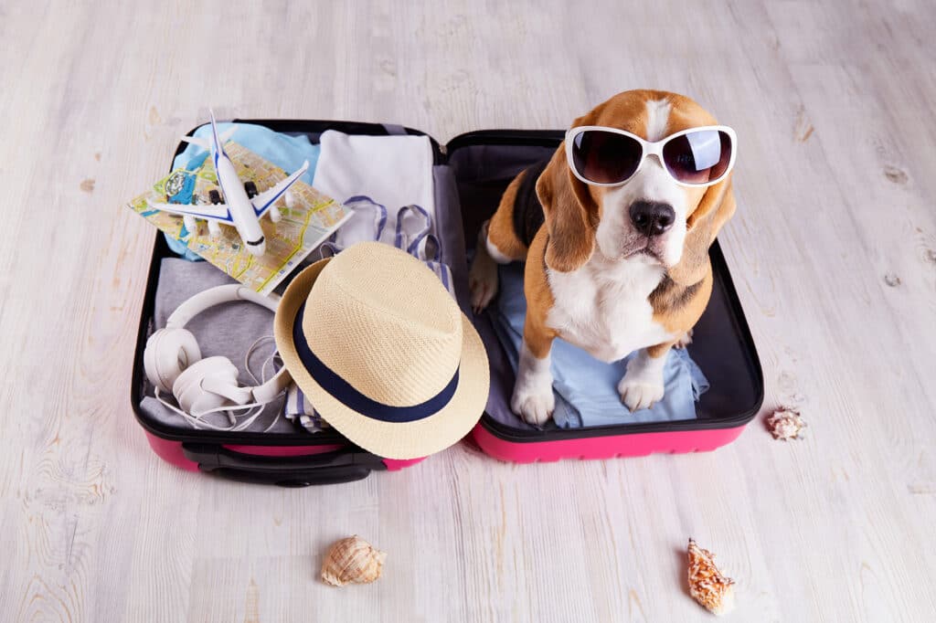 Apollo Destinations Shares Tips For Flying With A Furry Friend