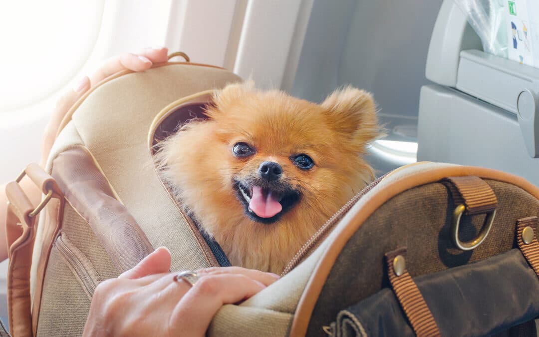 Apollo Destinations Shares Tips For Flying With A Furry Friend